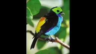 Tanagers - Multicolored neotropical bird.