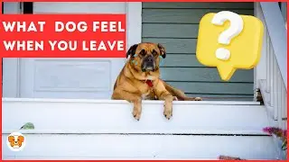 What dogs feel when you leave the house