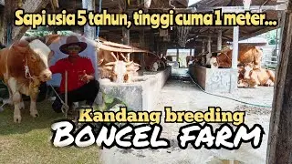 SAPI JUMBO UDAH BIASA||KALAU YANG SUPER LUCU, BONCEL DAN KERDIL LANGKA❓cute cow, dwarf