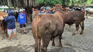 18.800‼️SEPI PEMBELI JANTAN SIAPAN QURBAN HARGA MURAH | Pasar Sapi Tuban
