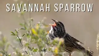 Savannah Sparrow:  The Bird That Sounds Like An Insect