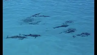 Amazing Dolphins pod: Cebu, Philippines.