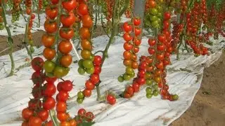 China Tomatoes Farming