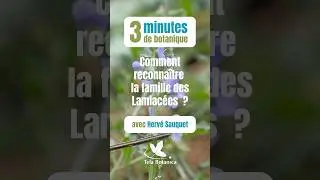 Comment reconna&icirc;tre la famille des Lamiac&eacute;es ? #3minutesdebotanique