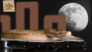 the MIDNIGHT SNACK HACK | Free Tip Friday