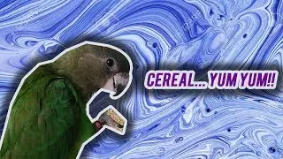 Can a Brown Headed Parrot eat Cereal?