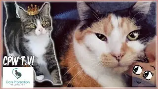 Long term shelter kitties looking for homes (Too cute! Shelter cat videos) CPW T.V! ep.88