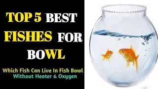 Top 5 best Fishes 🐠 for Fish Bowl without Heater & Oxygen