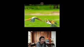 Amazing Animal Growth Journey #animals #funny #cute