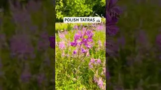 SUMMER AMBIENCE IN POLISH TATRAS 🇵🇱🏔️#poland#youtubeshorts#shorts#tatras#summer#hiking#mountains