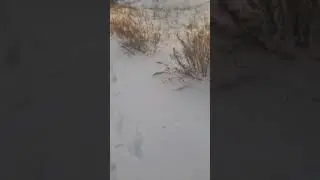 Blades of grass stick out from the snow on January 20th