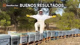 🐝 BeeNectar en ACCI&Oacute;N: evoluci&oacute;n REAL de colmenas tras +40 d&iacute;as y RESULTADOS