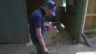East Lansing's Cheryl Marsh has rehabilitated over 3,380 Michigan animals - you can help