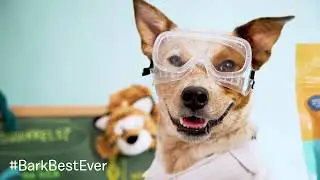 BARK: Best Toys Ever