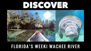 Kayaking Weeki Wachee River with Manatees