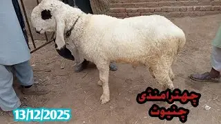 Nalka mandi Bhowana 13 December 2025