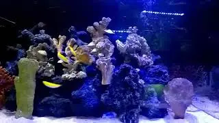 Marine Aquarium Setup by Aquatic Biotopes Pune