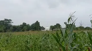 Live Cam in rural Sri Lanka 🇱🇰 | Chena cultivation | Veddhavillage temple | January 2025