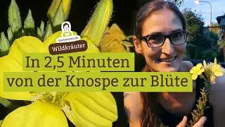 Faszinierend! In 2,5 Minuten von der Knospe zur Bl&uuml;te - Die Nachtkerze