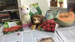 Learning about seeds and growing plants from seed