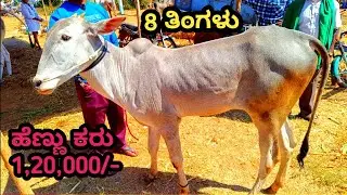 ನವೀನ್ ಅವರ ಸುಂದರವಾದ ಕರುಗಳು ಕ್ಯಾಮೆನಹಳ್ಳಿ ಜಾತ್ರೆ //hallikar bulls 