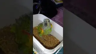 All Over India Delivery ✅ Blue fonted Amazon Parrot Baby 📞 98303 65231