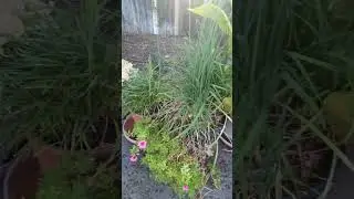 Garden dad joke #29 🤣🤣 #dadhumor  #gardener  #plant  #funny  #flowers  #jokes #chives #garlic #beans