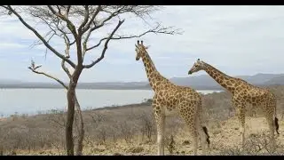 Saving Giraffes From Extinction