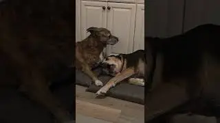 Rest Mode: Denied by Mama With Love? #shorts #dog