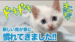 まだまだ小さな白猫のこさめちゃん
