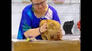 Dr. Elsy's CFA International Cat Show, 2016 - Manx Class Judging