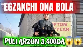 EGZAKCHI ONA BOLA  TO'HLI QO'ZI SAVLIQ QOCHQOR 3,400DAN😱😱
