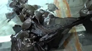 Западная  расписная черепаха (краснобрюхая) Chrysemys picta bellii (Western Painted Turtle)