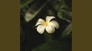 Plumeria