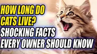 How Long Do Cats Live? Shocking Facts Every Owner Should Know