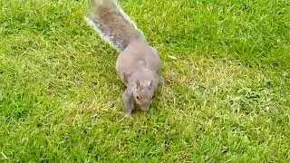 Crow trolls Squirrel 😆❤️🐦&zwj;⬛