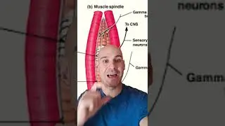 HUSOS MUSCULARES Y ESTIRAMIENTO R&Aacute;PIDO