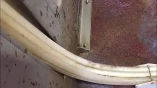 Lely Astronaut robot milker in action