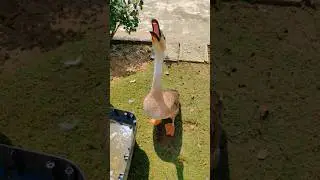 Geese Hissing At Me 😂#geese#hissing #geese #duckling