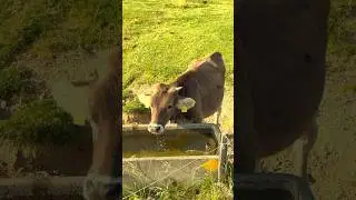 thirsty cow in the swiss alps 🇨🇭 🐮 ⛰️ ☀️