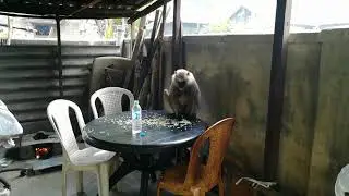 monkey eating rice