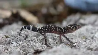 Underwoodisaurus milii