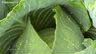 Pesticidewise: knapsack spraying cabbage
