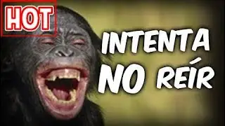 ANIMALES CHISTOSOS Y GRACIOSOS #03 | V&iacute;deos de Risa de Animales (Perros, Gatos y m&aacute;s)