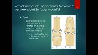 Chapter 1 Lecture Part 3 Arthrokinematics
