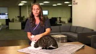 Простой способ дать кошке таблетку | Советы и рекомендации от Pets Plus Us