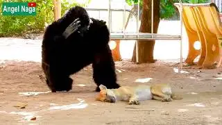 Fake Gorilla Prank Dogs Make Funny Video