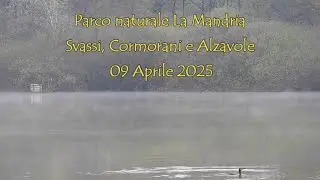 Parco naturale La Mandria - Svassi, Cormorani e Alzavole.