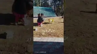monkey life#animal short video fun with monkey