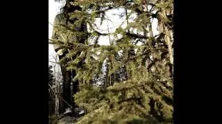 Havukruunu - Demo II - Demo - 2007 - (Finland) - Folk/Raw Pagan Black Metal